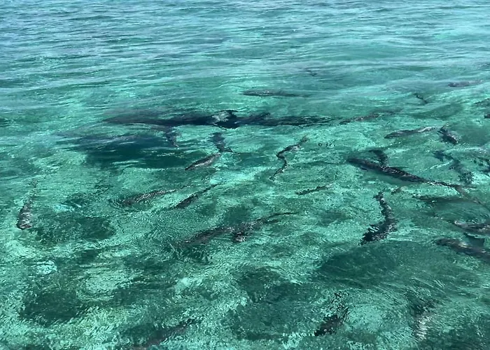 Holiday home Residences At Barrier Reef 8b Oceanview 2 Bedroom By Floreo San Pedro (Ambergris Caye)